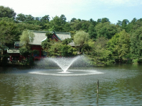 井の頭公園　池